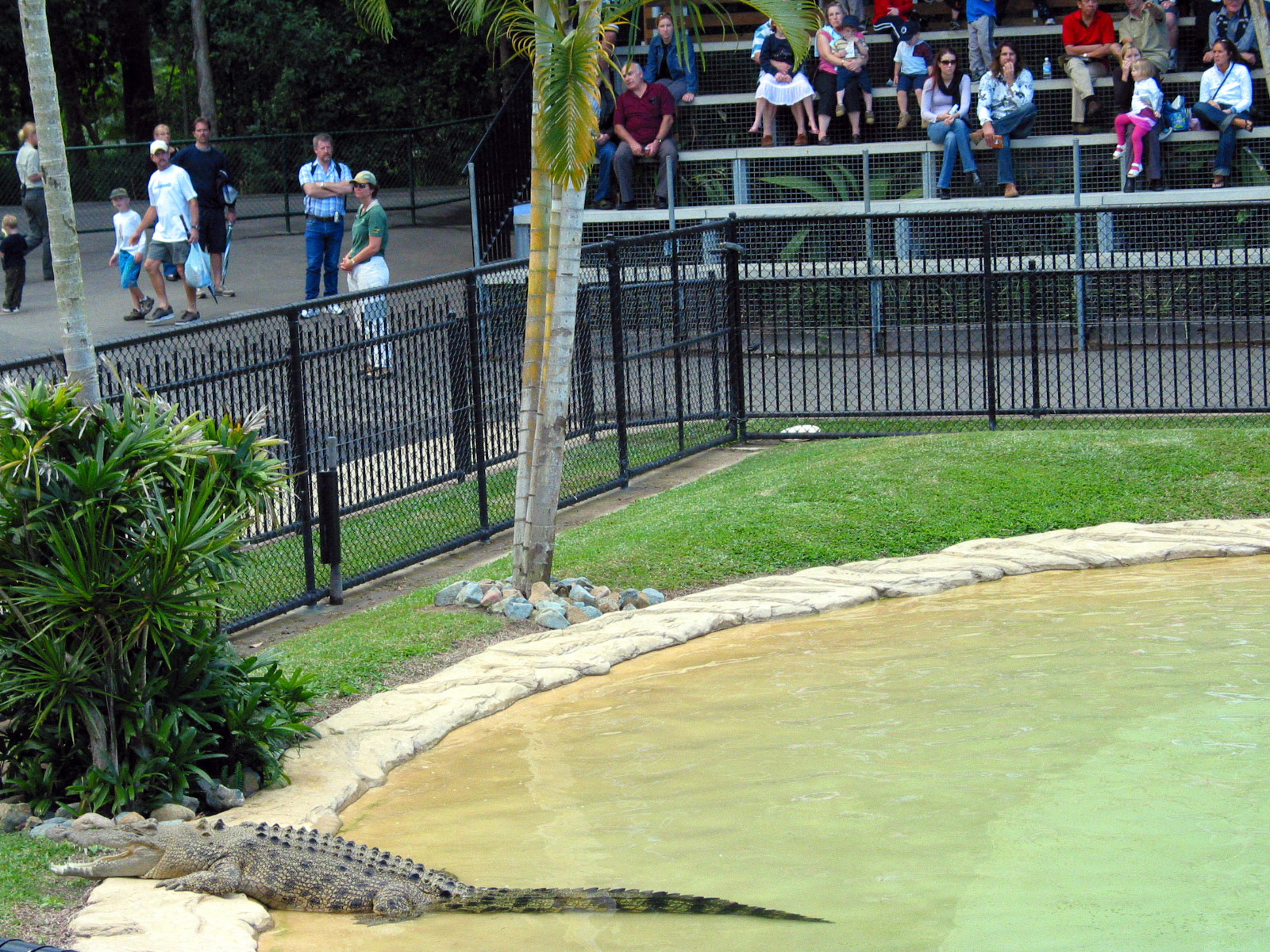 Amy the crocodile...one of the male croc's girlfriends