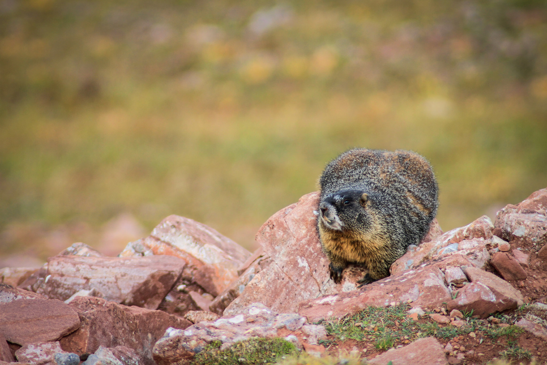 Marmot spotting