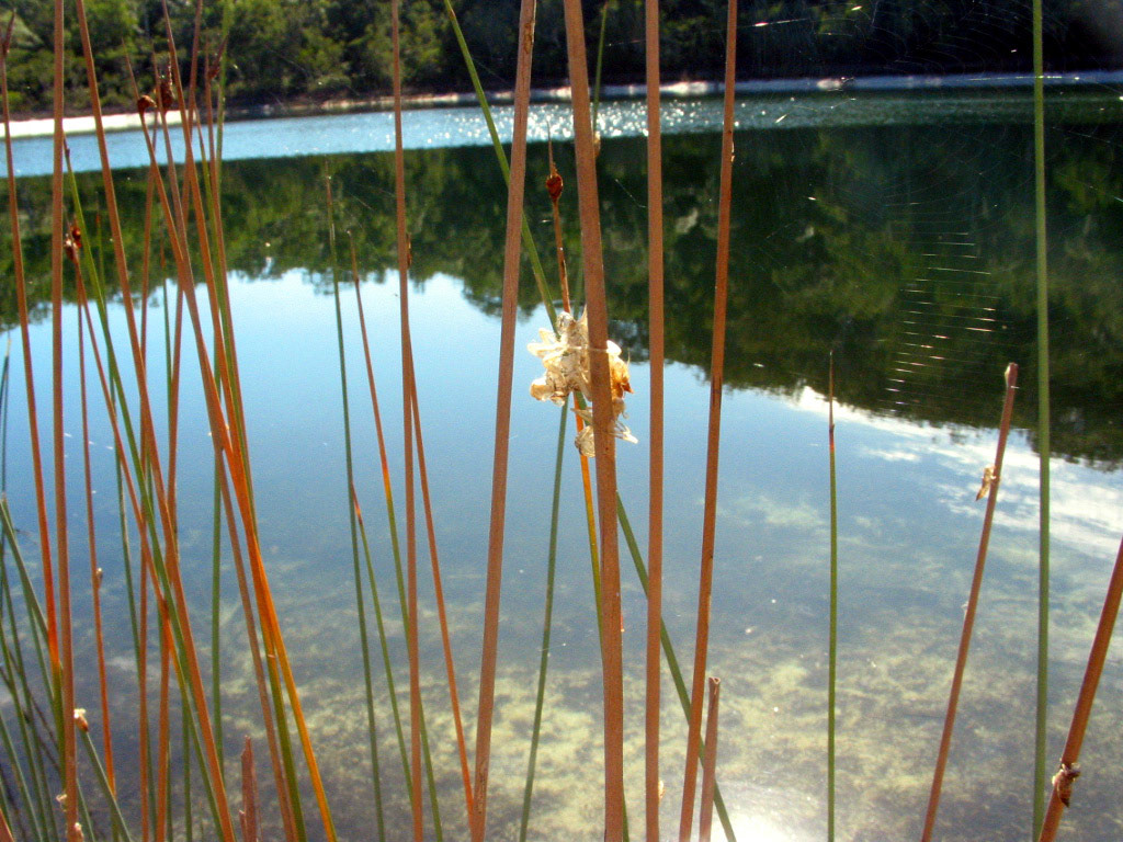 Dragonfly skin (they crawl up the reeds and hatch out of these when they are ready to fly)