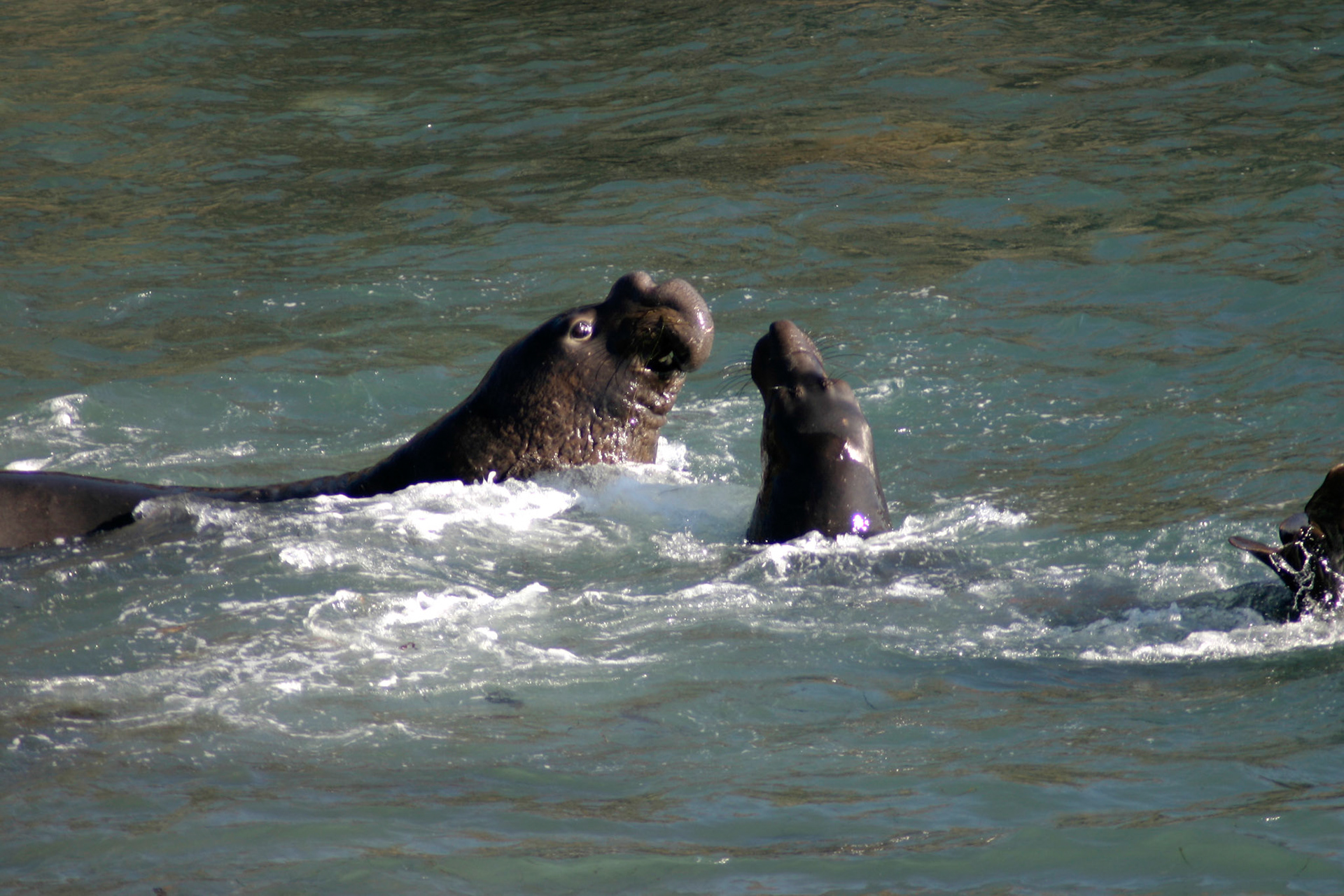 Two male elephant seals in the water