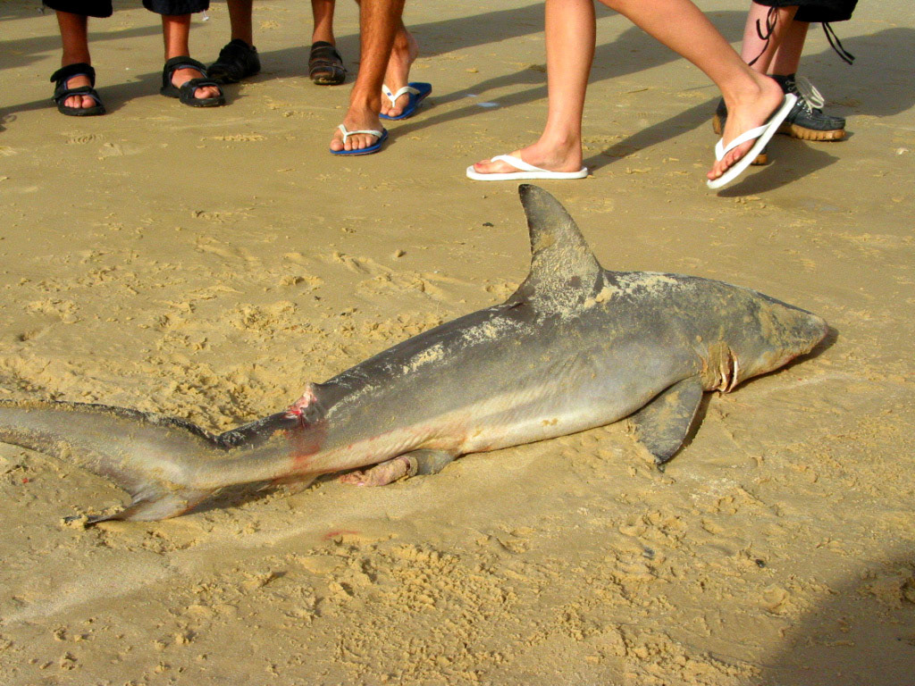 Dead shark!