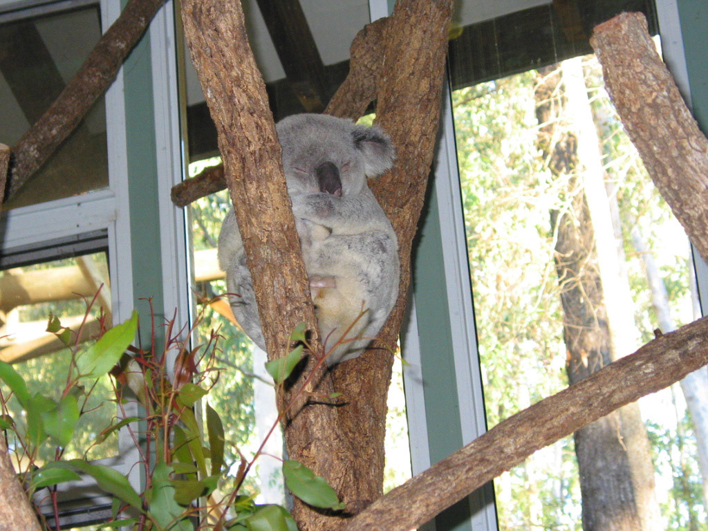 Storm the koala at Justin's Koala Learning Centre