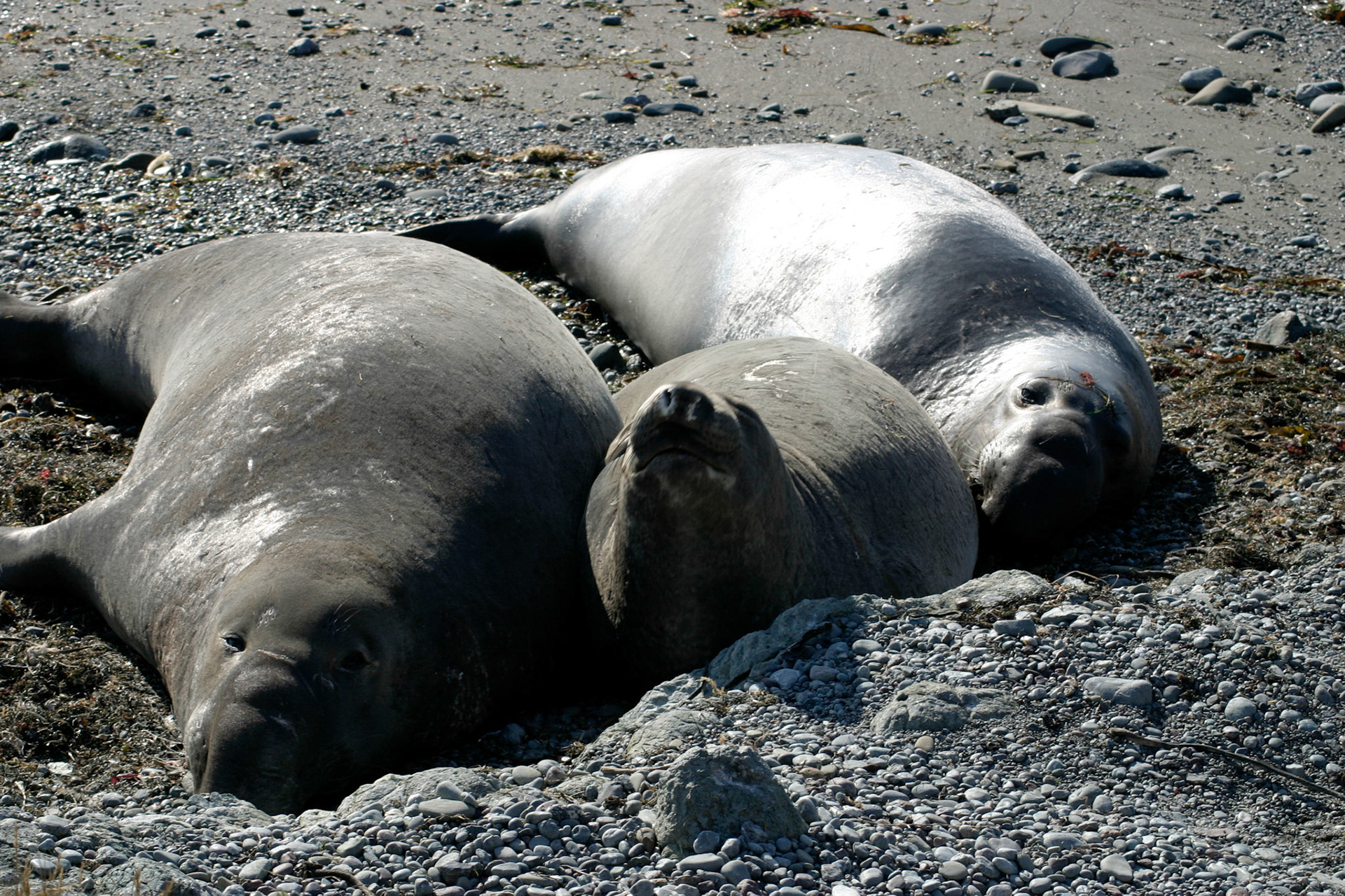Drama unfolds as the male elephant seal on the far right tries to infringe on the female, who is already cuddling with the male on the left