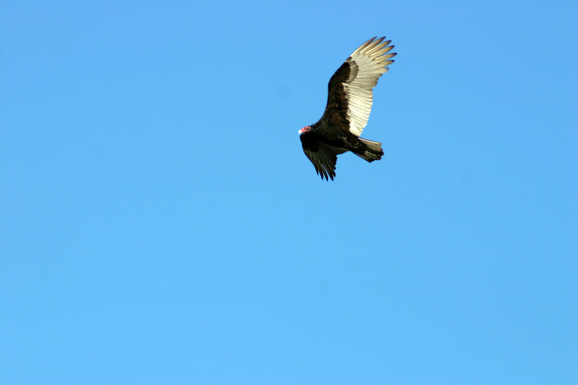 Turkey Vulture