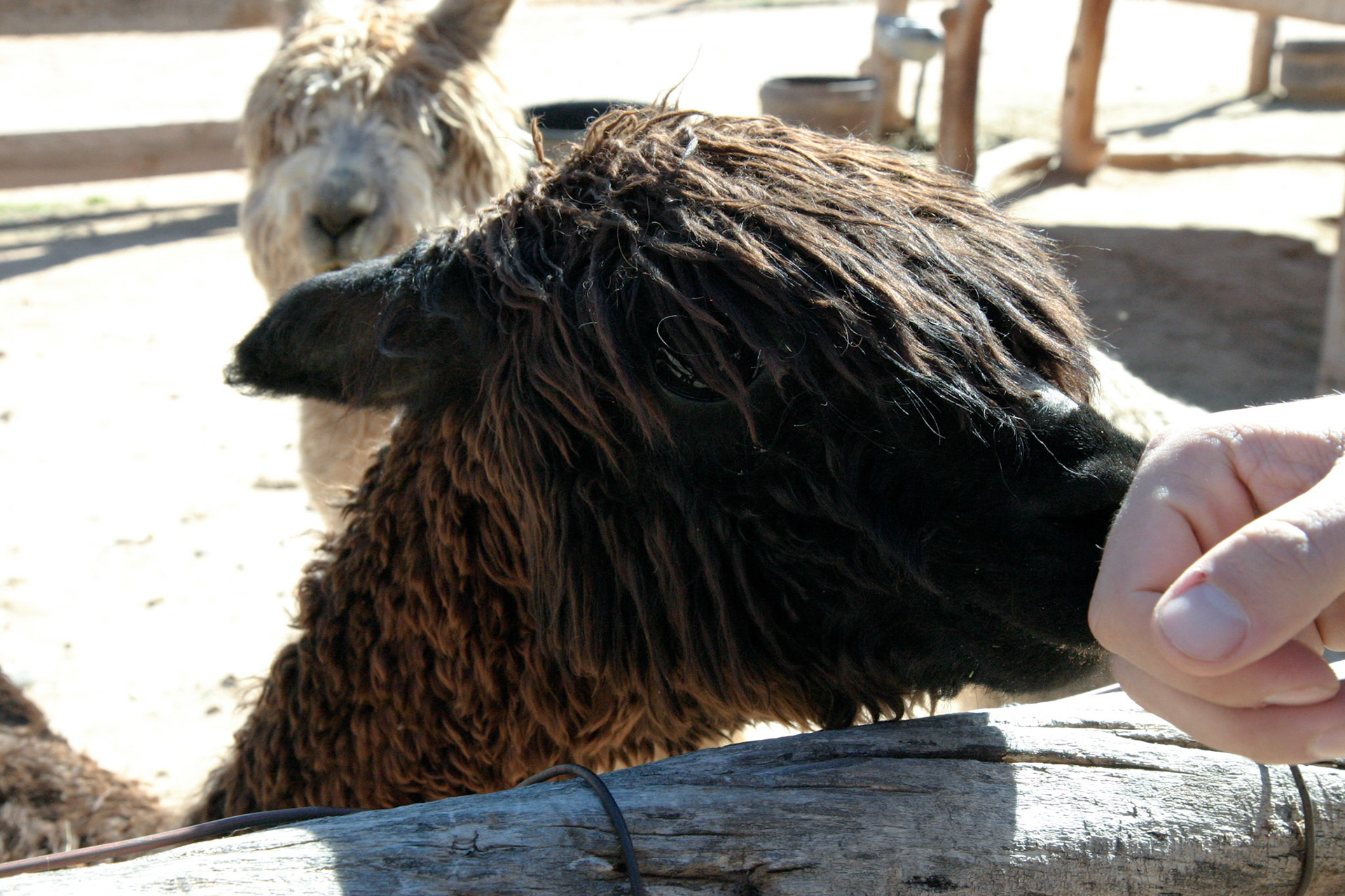 We found a small petting zoo with alpacas, deer, horses and a donkey. This was warmly welcomed after missing being around our dogs.