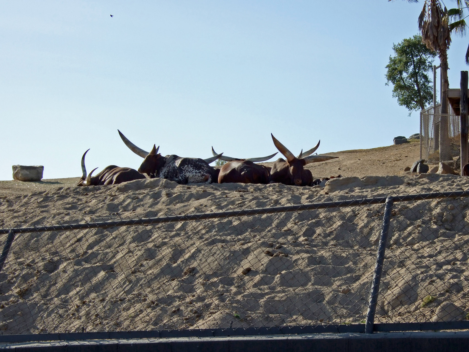 Big horns