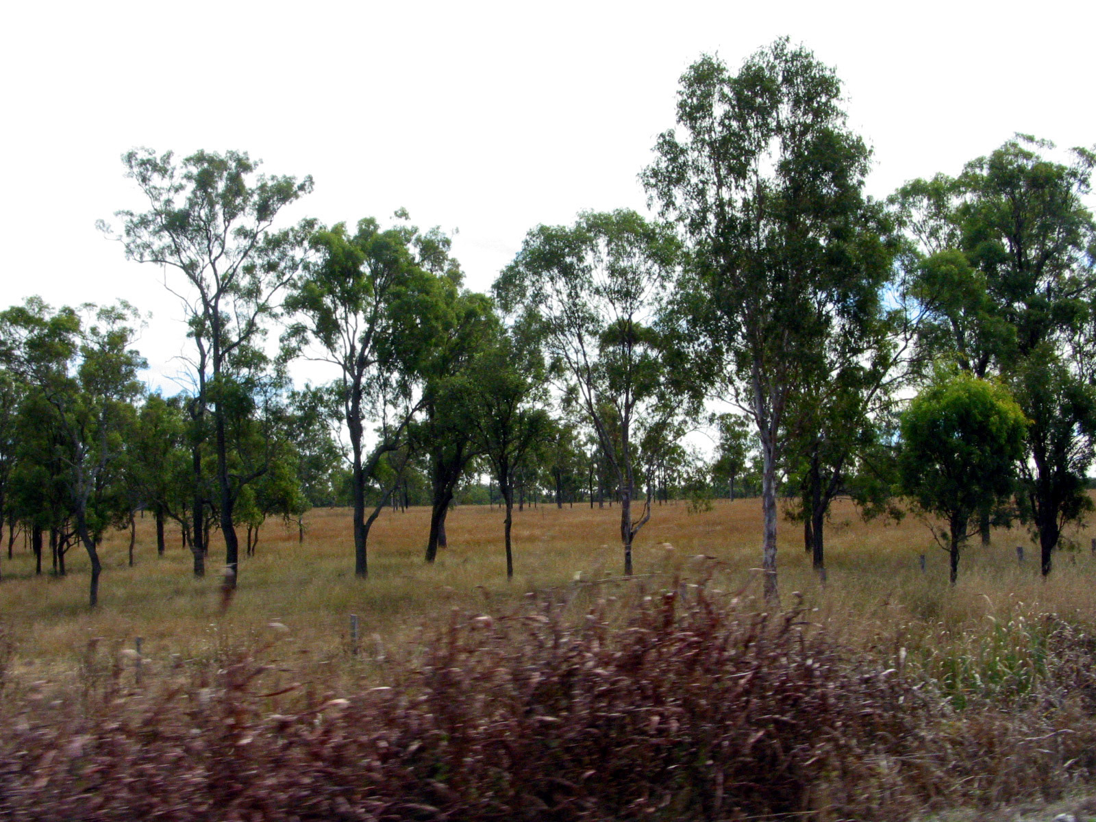 Australia countryside