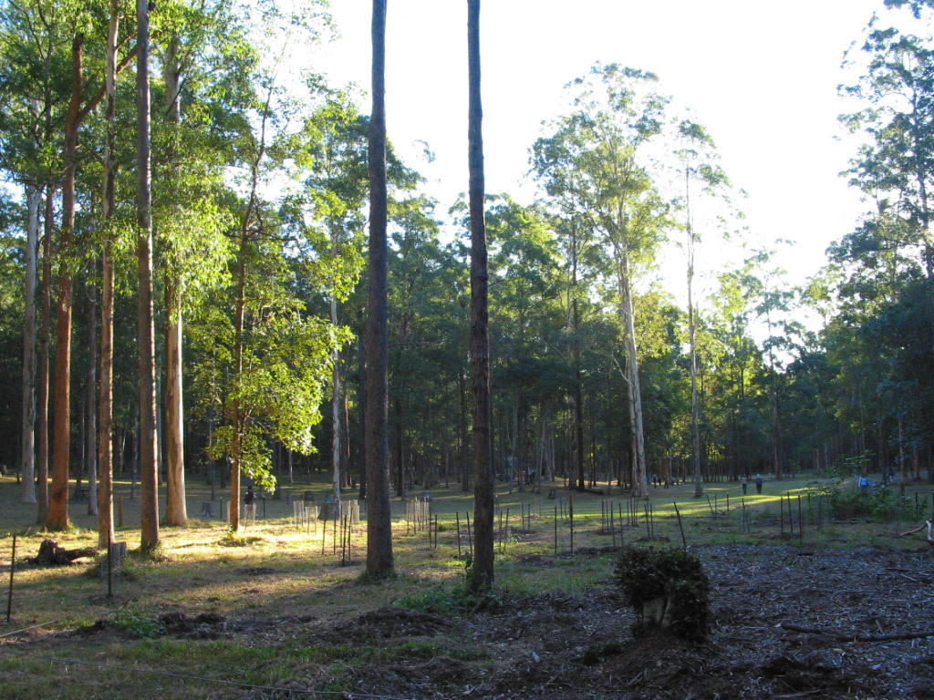 Bushland in Brisbane where the Koala Learning Centre is located