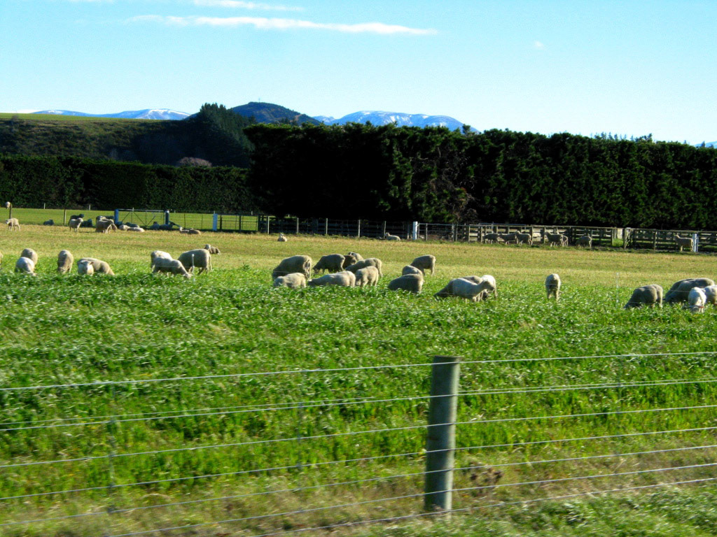 Sheep in large pastures