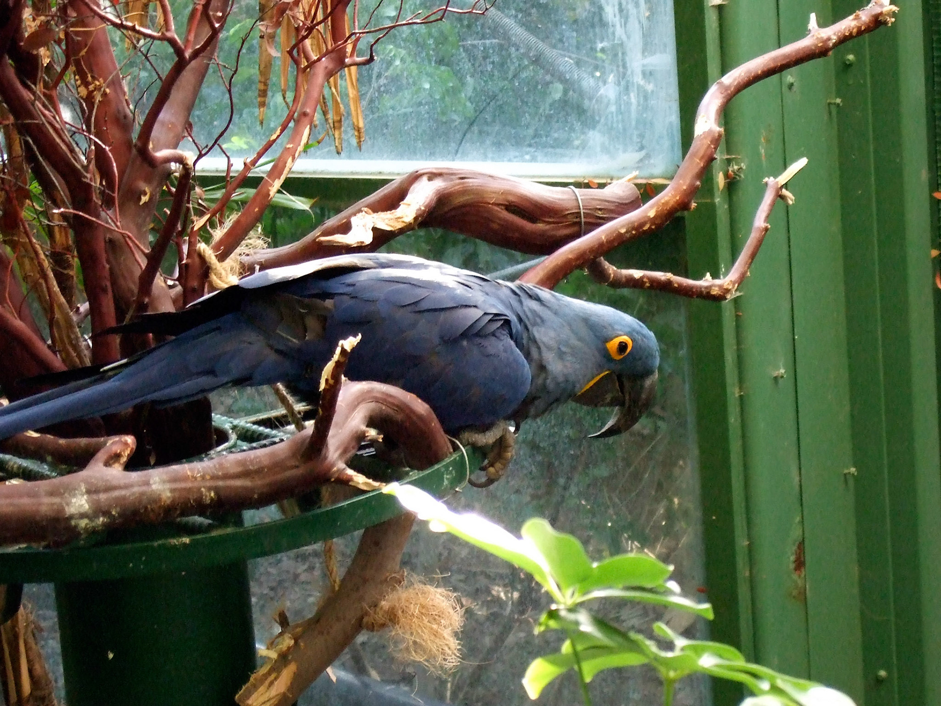 Another beautiful bird