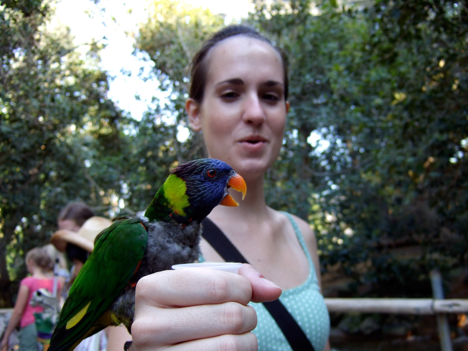 The nectar is gone and the lorikeet is starting to squawk at me!
