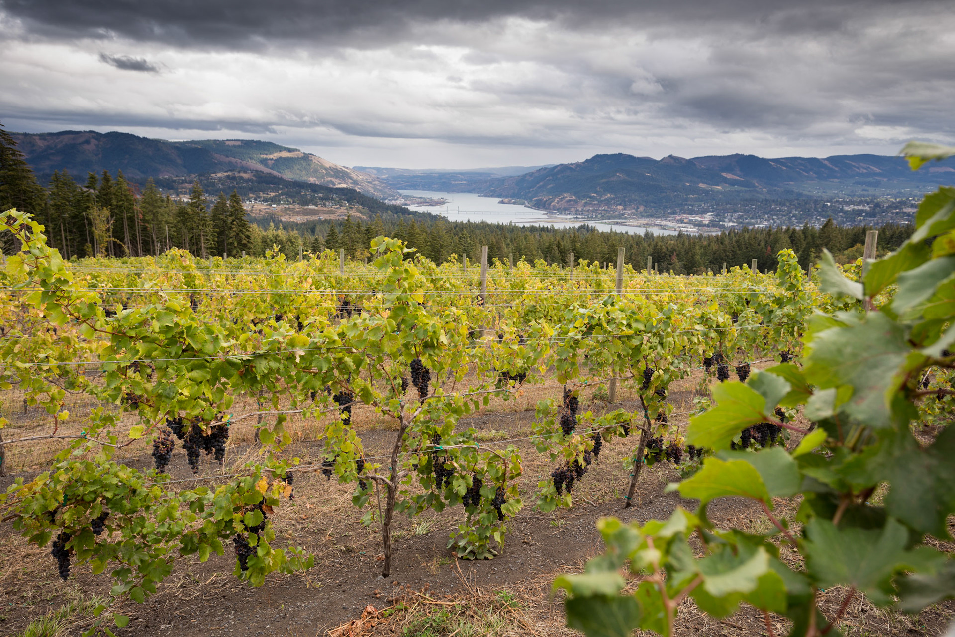 View of the Columbia River Gorge