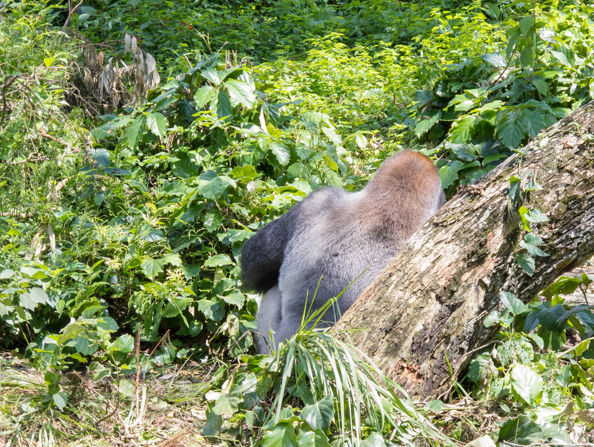 Gorilla Falls Exploration Trail