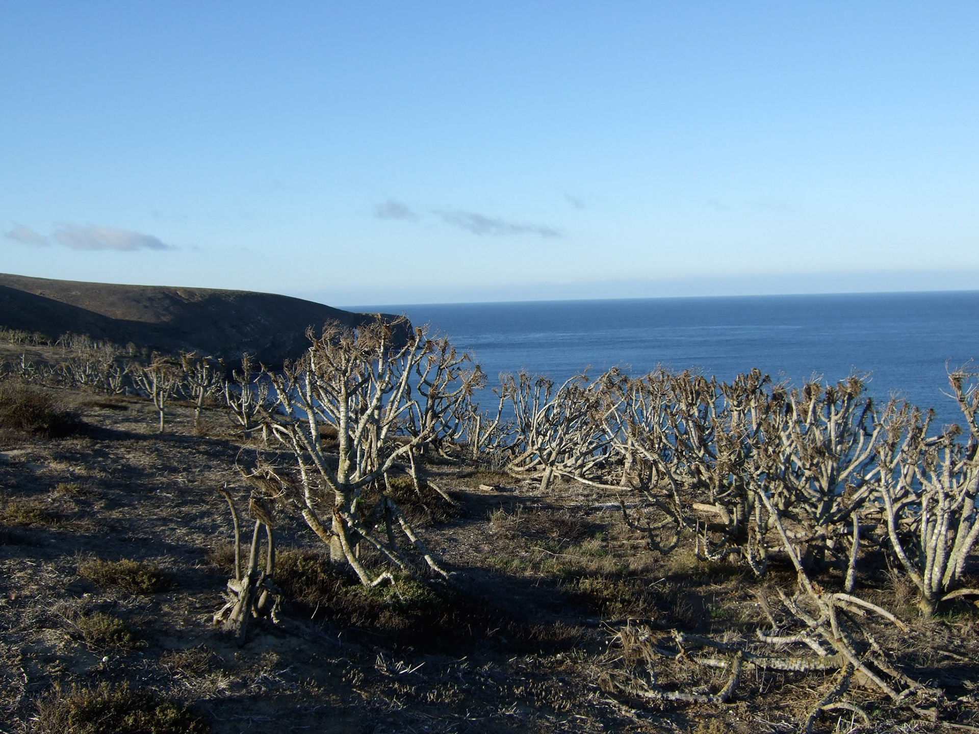 Near our campsite looking out at the ocean and sea cave, with trees indigenous to Santa Barbara Island in the foreground