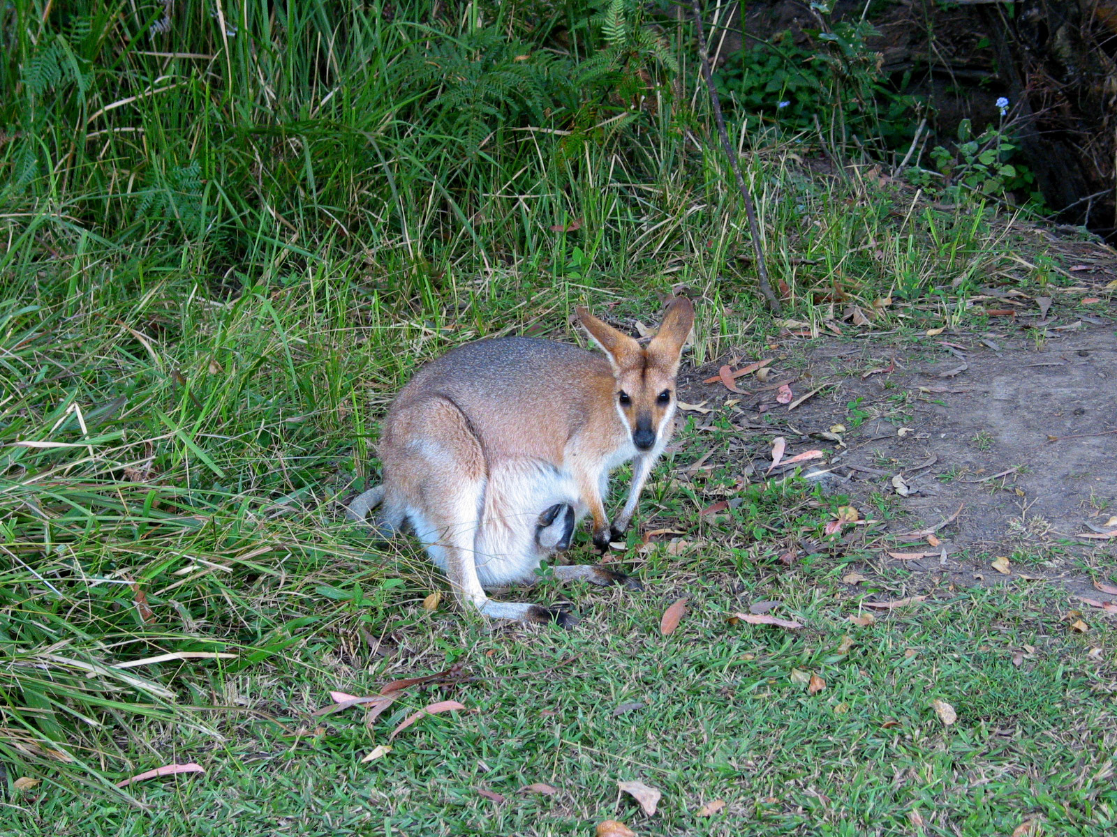 Another of the kangaroo with joey after he hopped inside her pouch