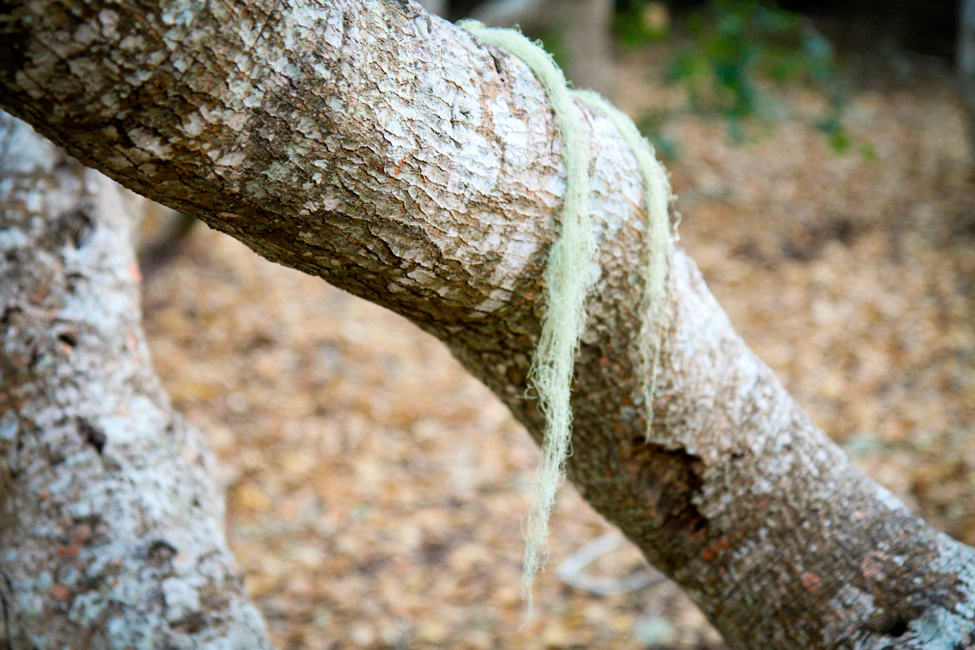 Elfin Forest