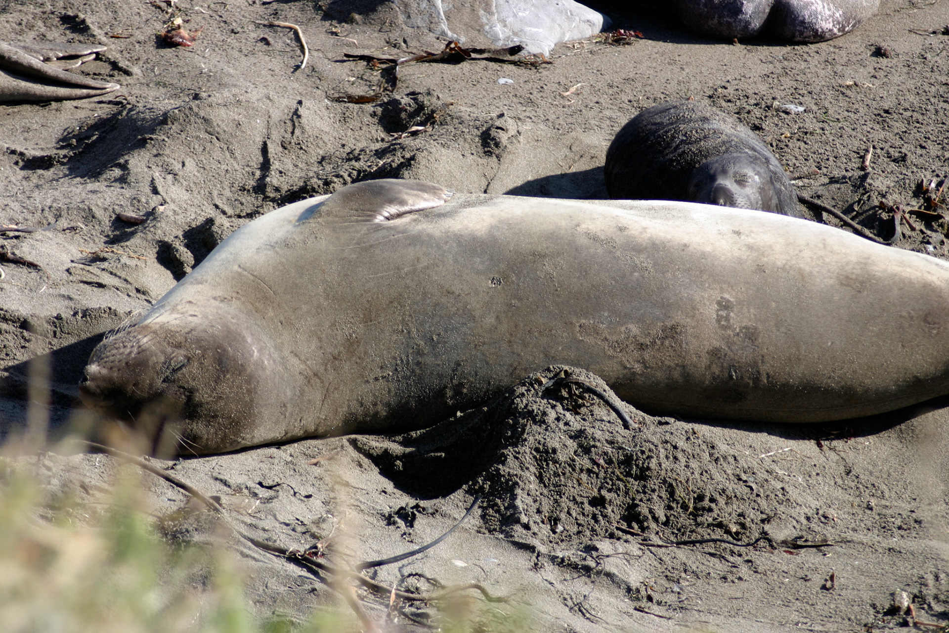 Sleeping on the beach