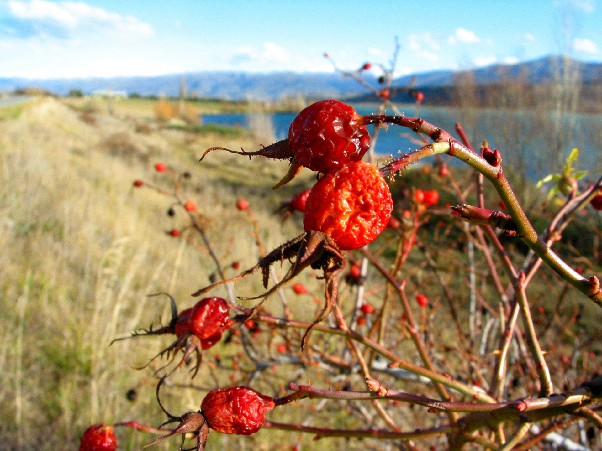 A common berry found around New Zealand