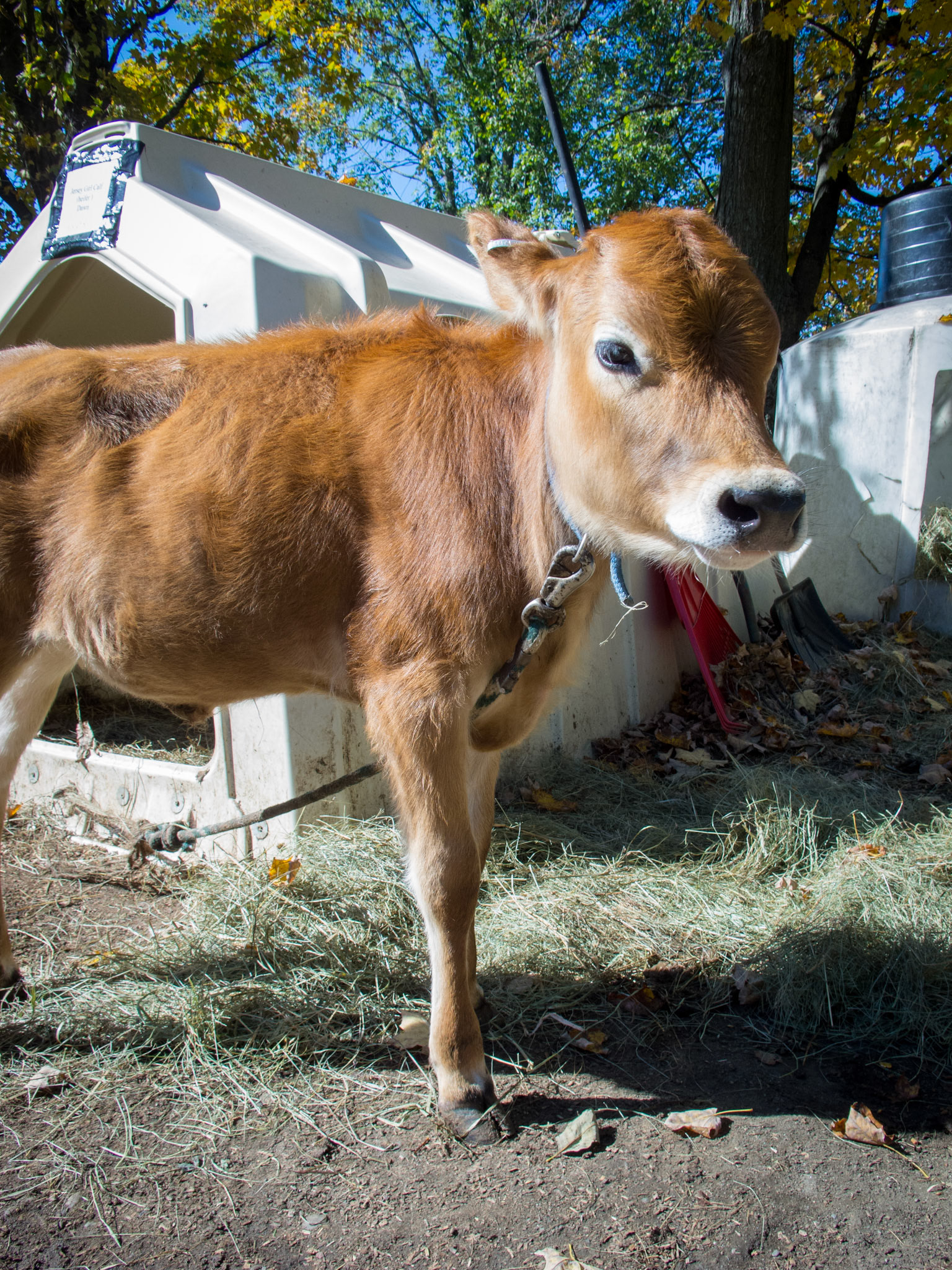 Dawn, a 3-month-old female jersey calf at Sugarbush Farm in Woodstock, VT