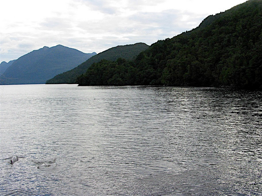 Dolphin swimming with our boat