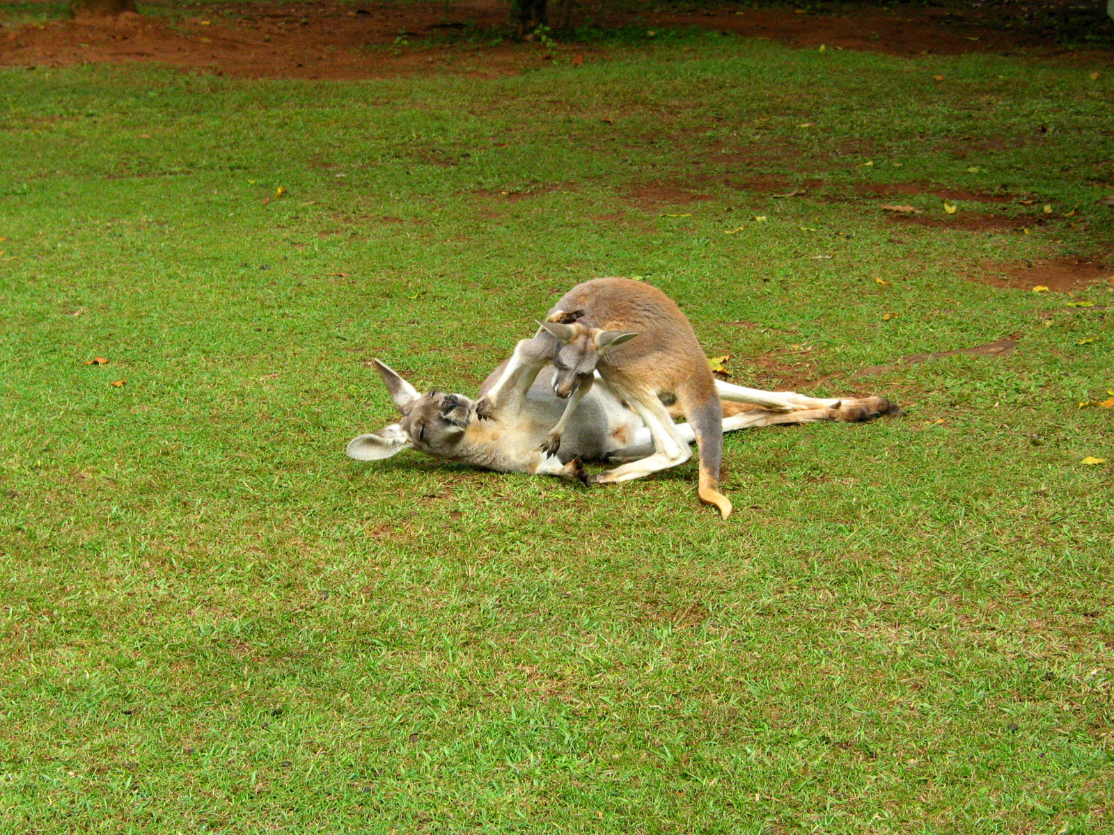 Wrestling with Mom