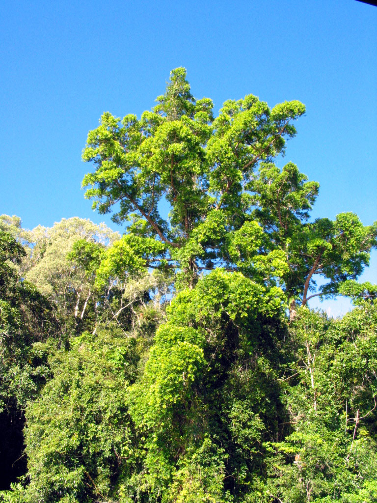 One of the largest trees at the lake