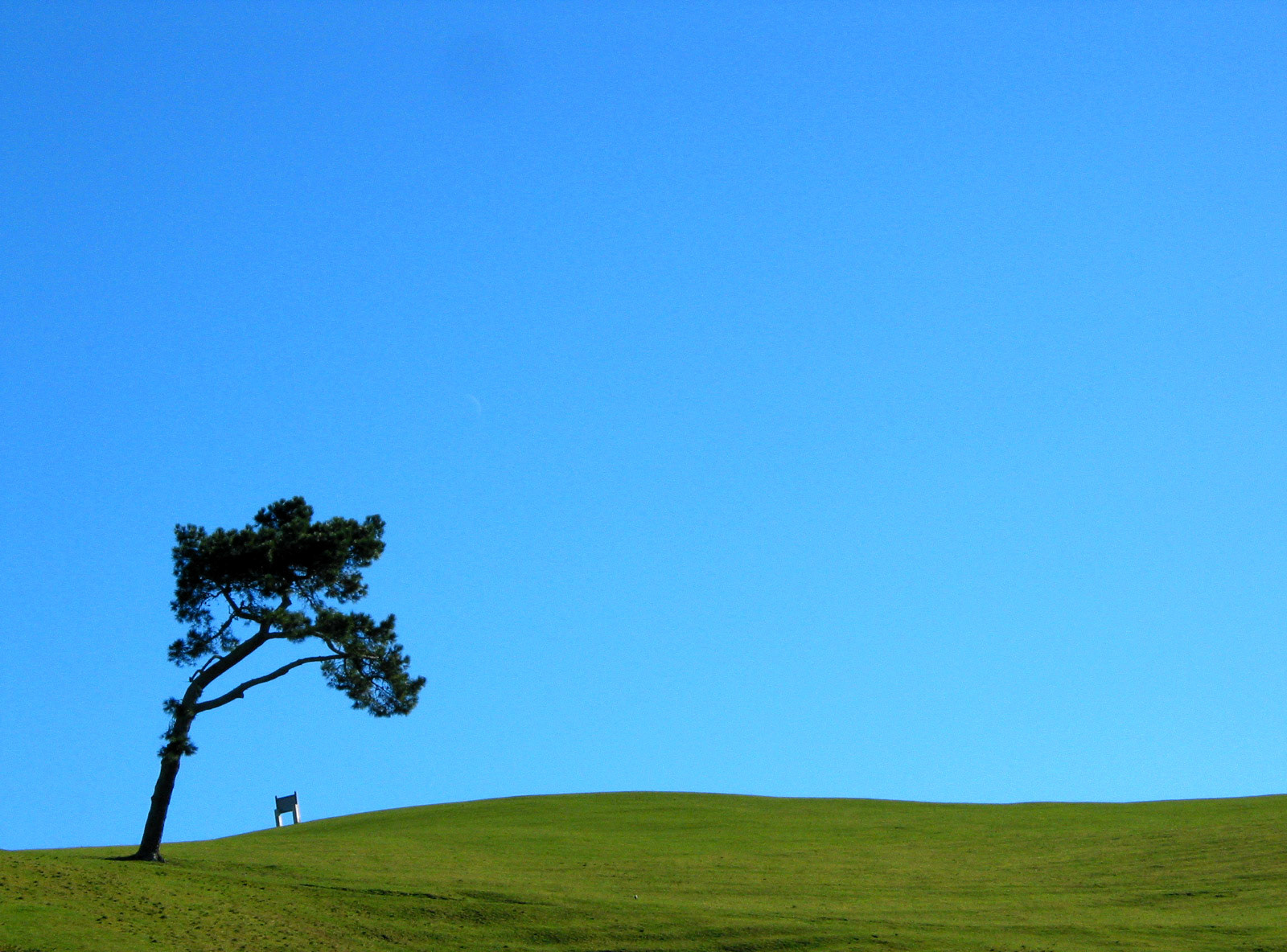 Tree on top of a pasture hill