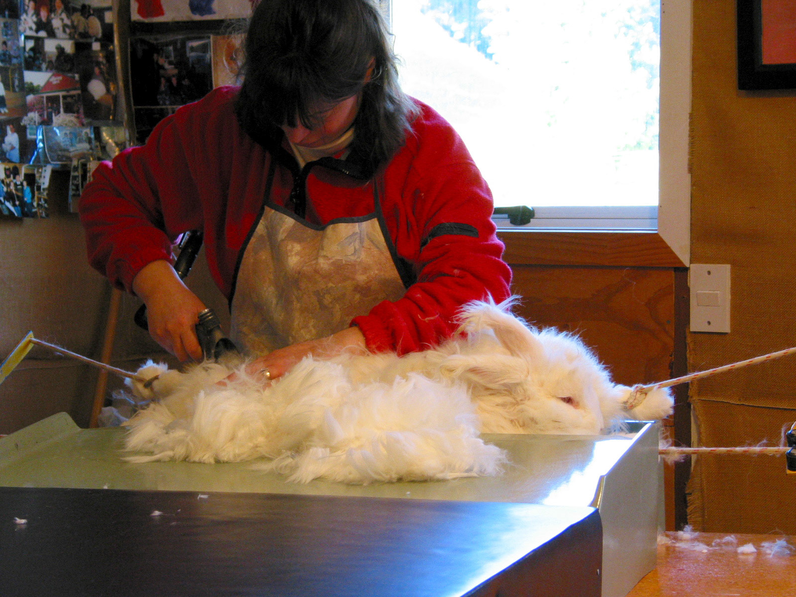 Bunny shearing in Waitomo