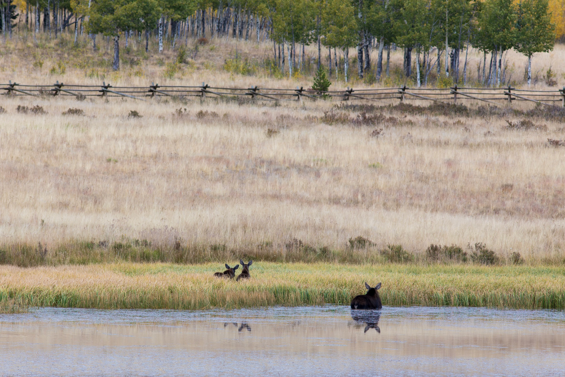 Female moose &amp; two babies spotted on the drive home