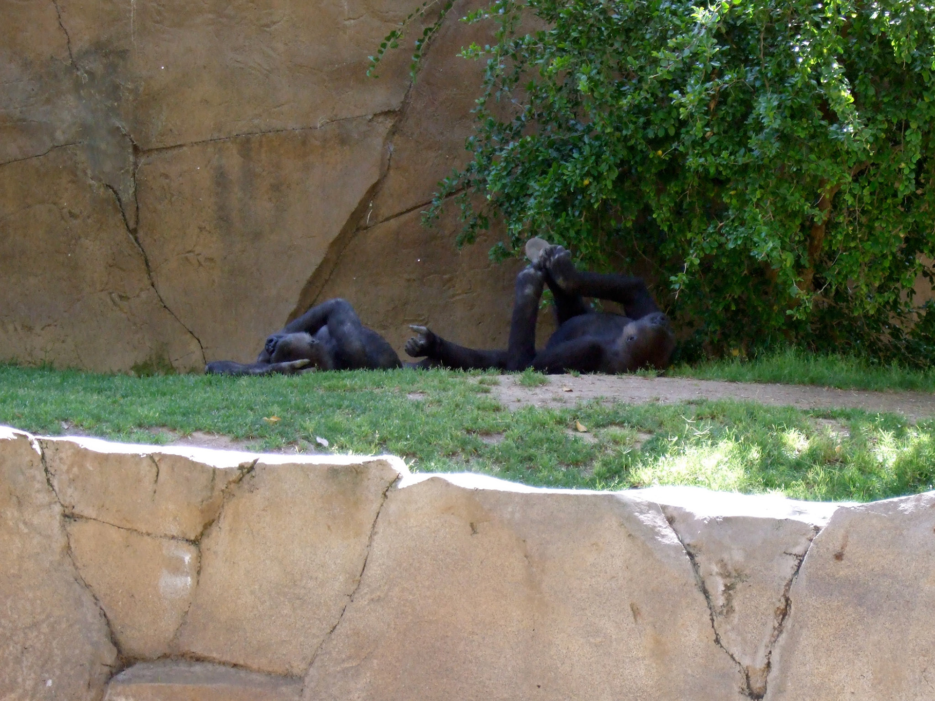The only real glimpse of gorillas we saw that day