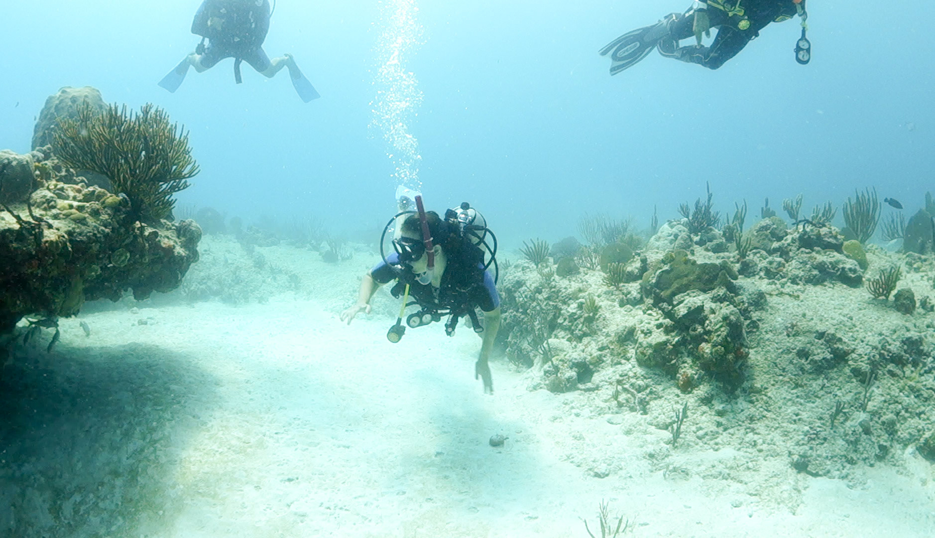 (Photo taken by SCUBA photographer)