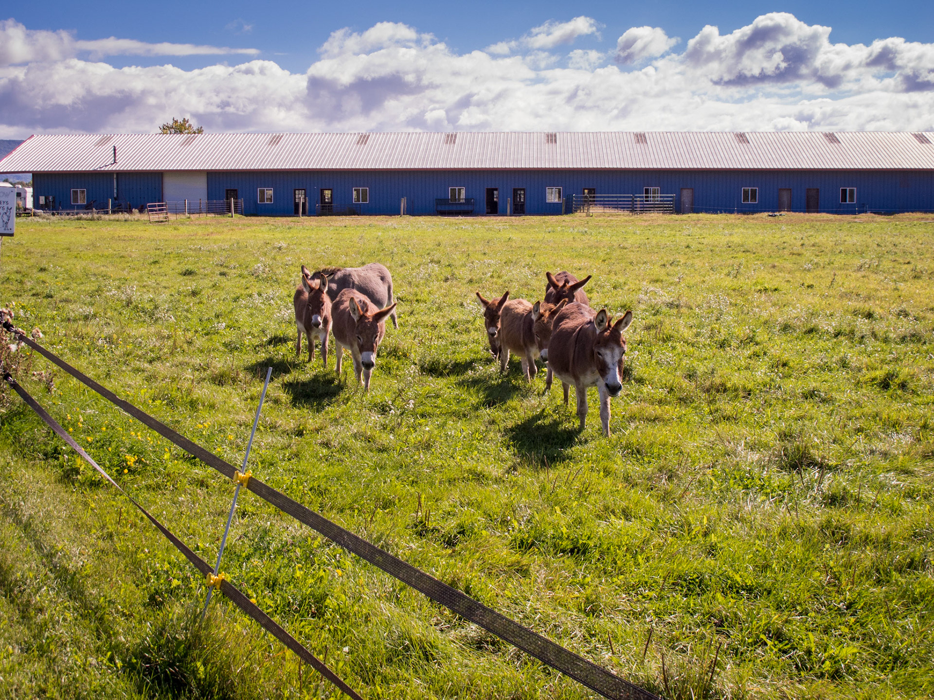 Asspirin' Acres in Addison, VT