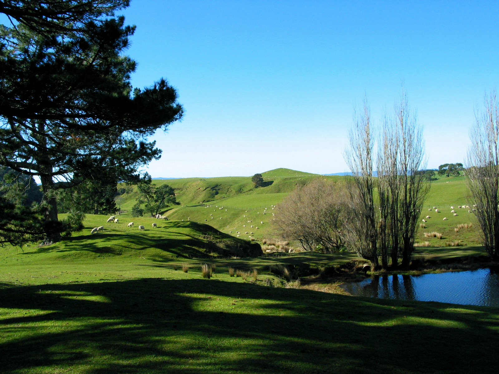 View of pasture, lake and sheep