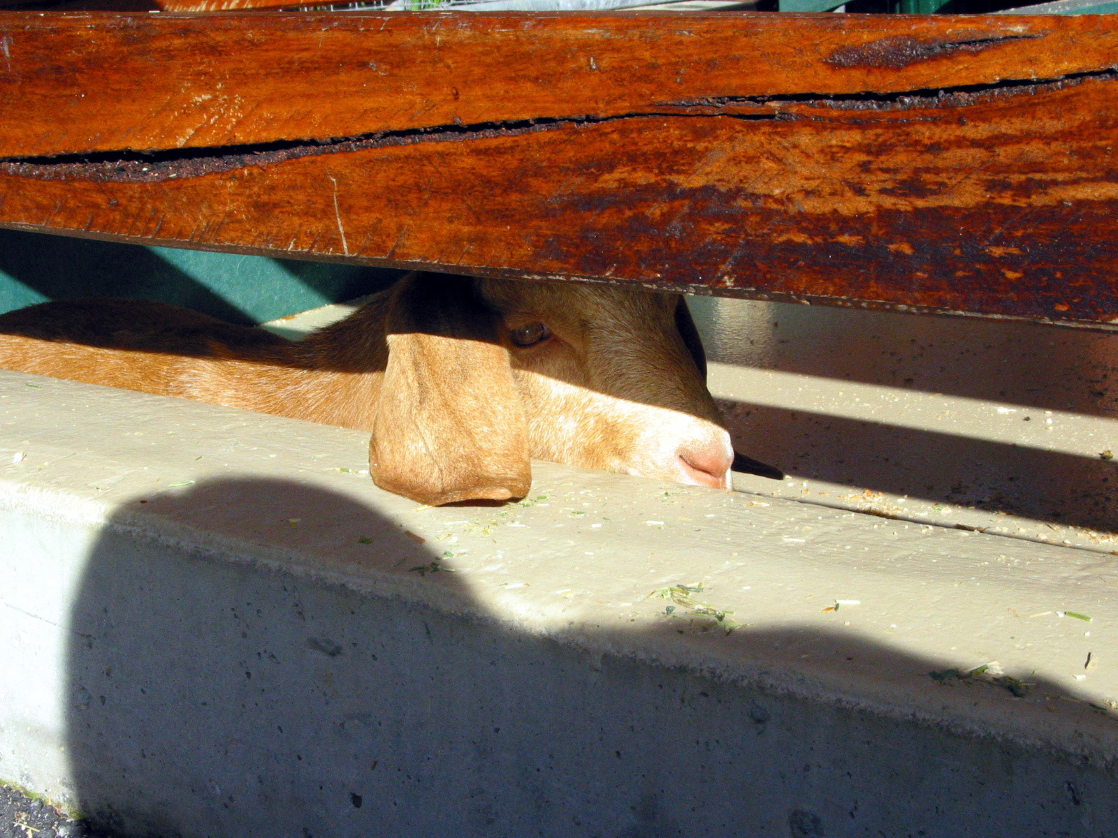 Goat peeking through the fence