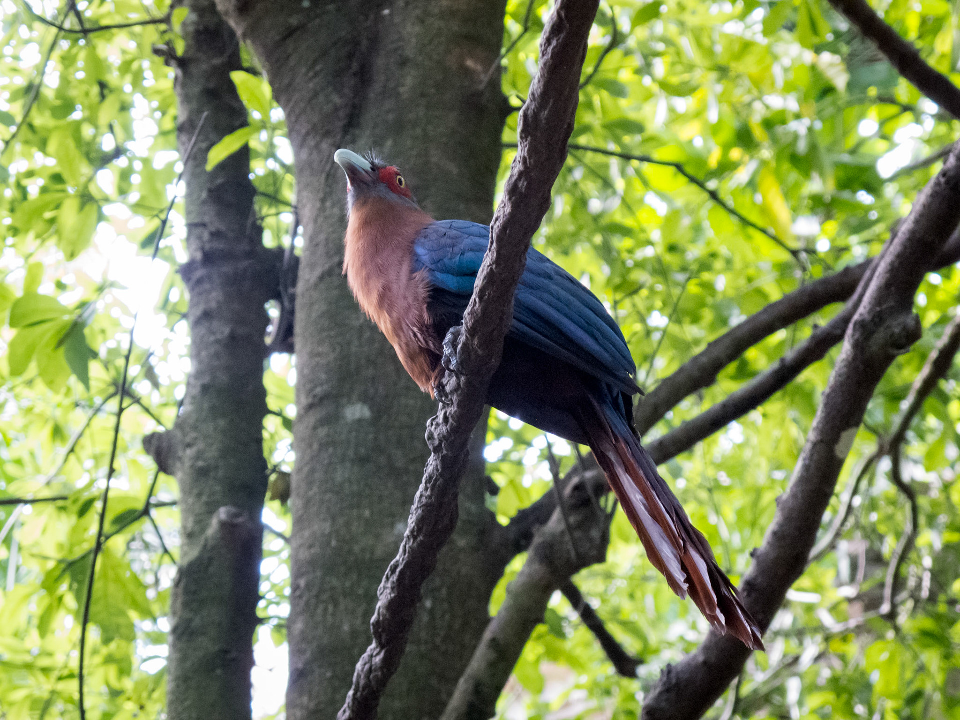 Gorilla Falls Exploration Trail