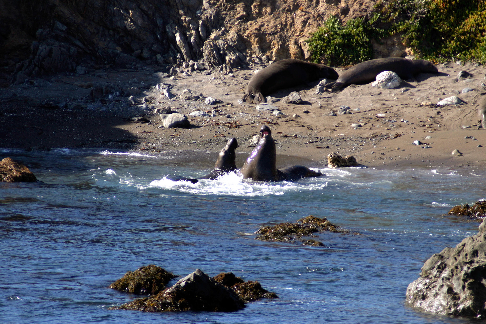 Elephant seals