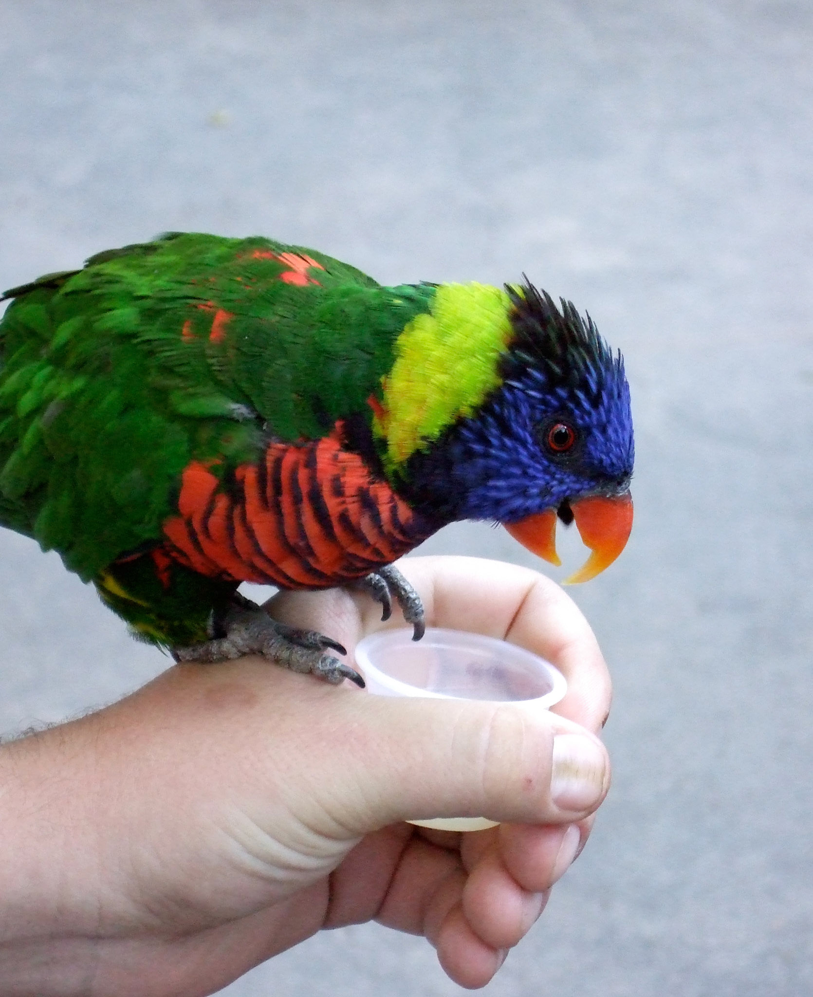 Feeding a lorikeet with nectar