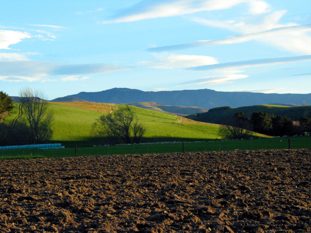 Sun setting on a green pasture