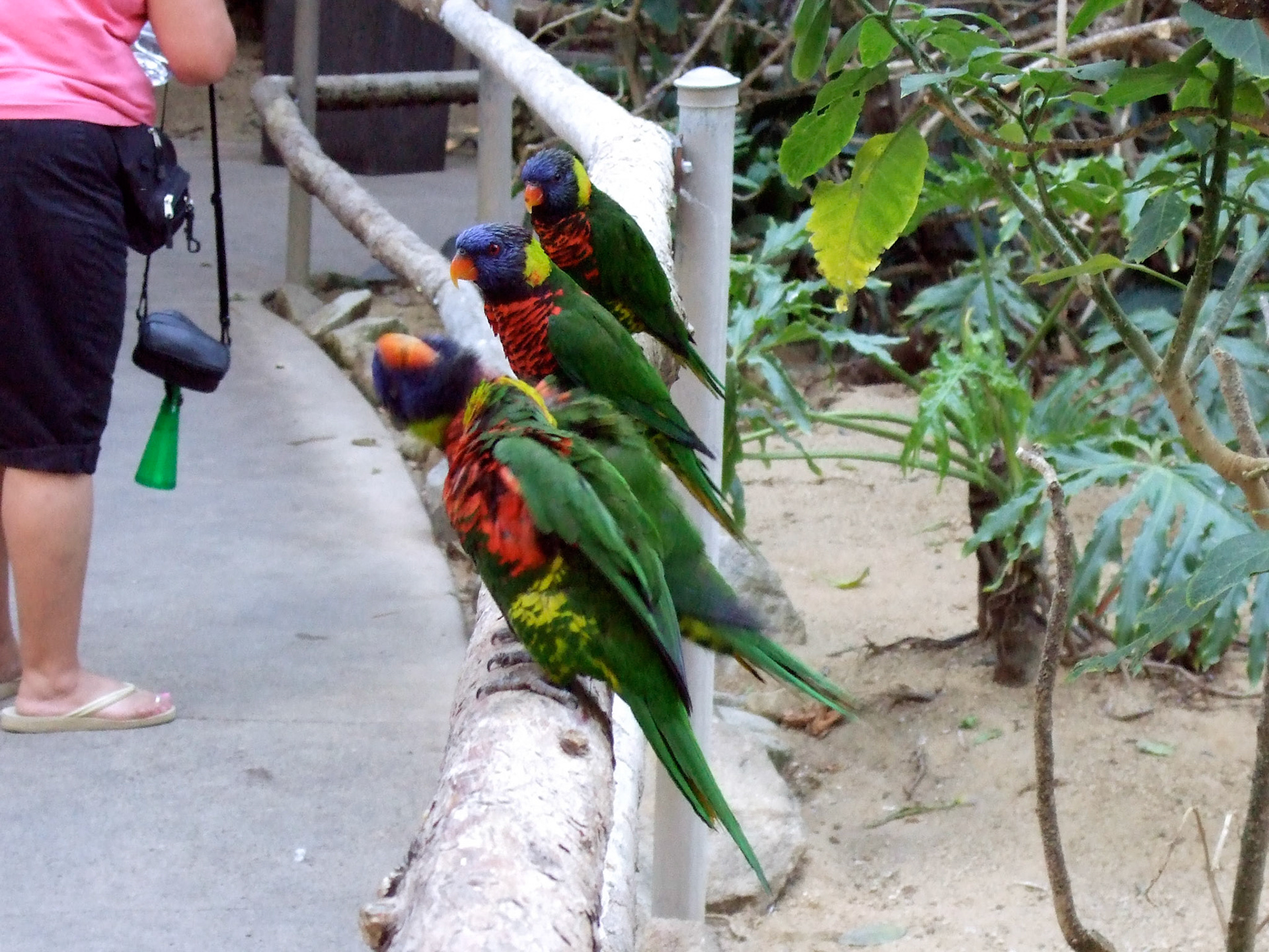 The lorikeets!