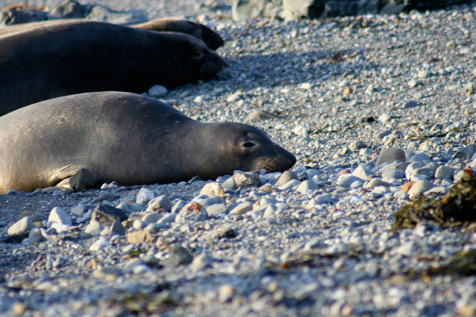 A female elephant seal