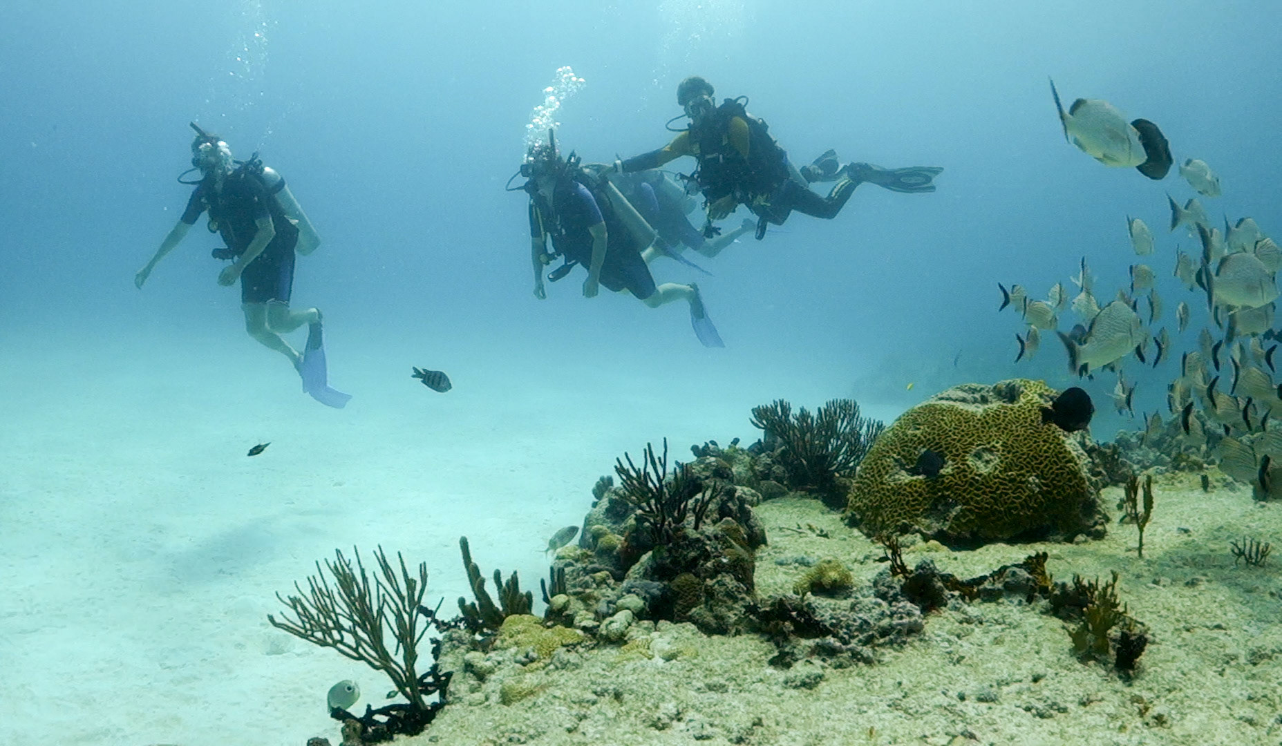 (Photo taken by SCUBA photographer)