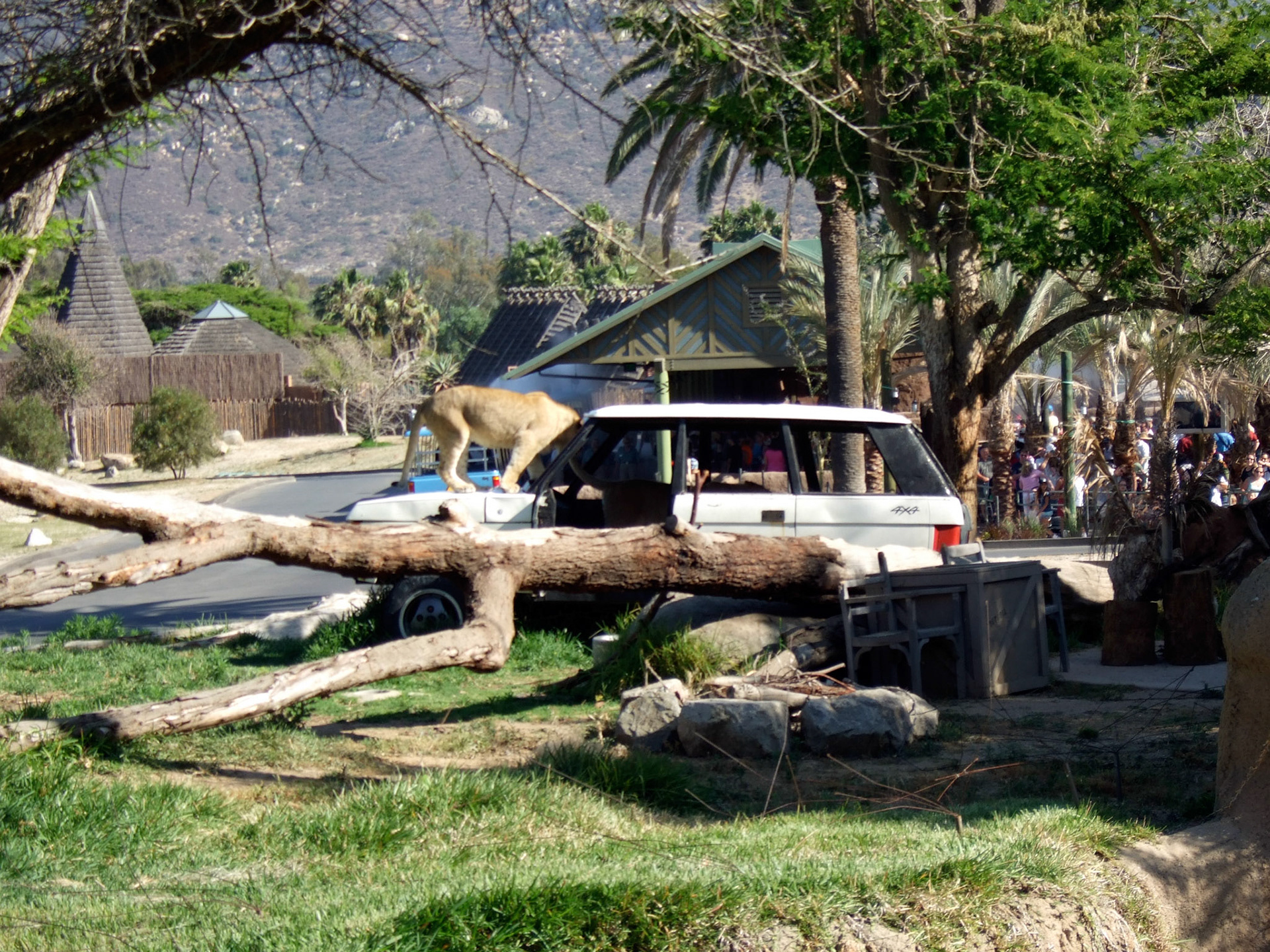 Lions attacking a land rover they had in their area
