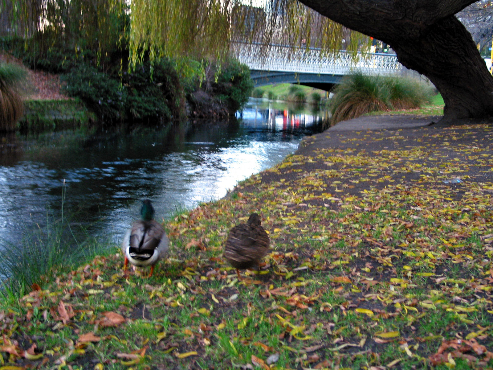 A pair of ducks waddling together by the Avon