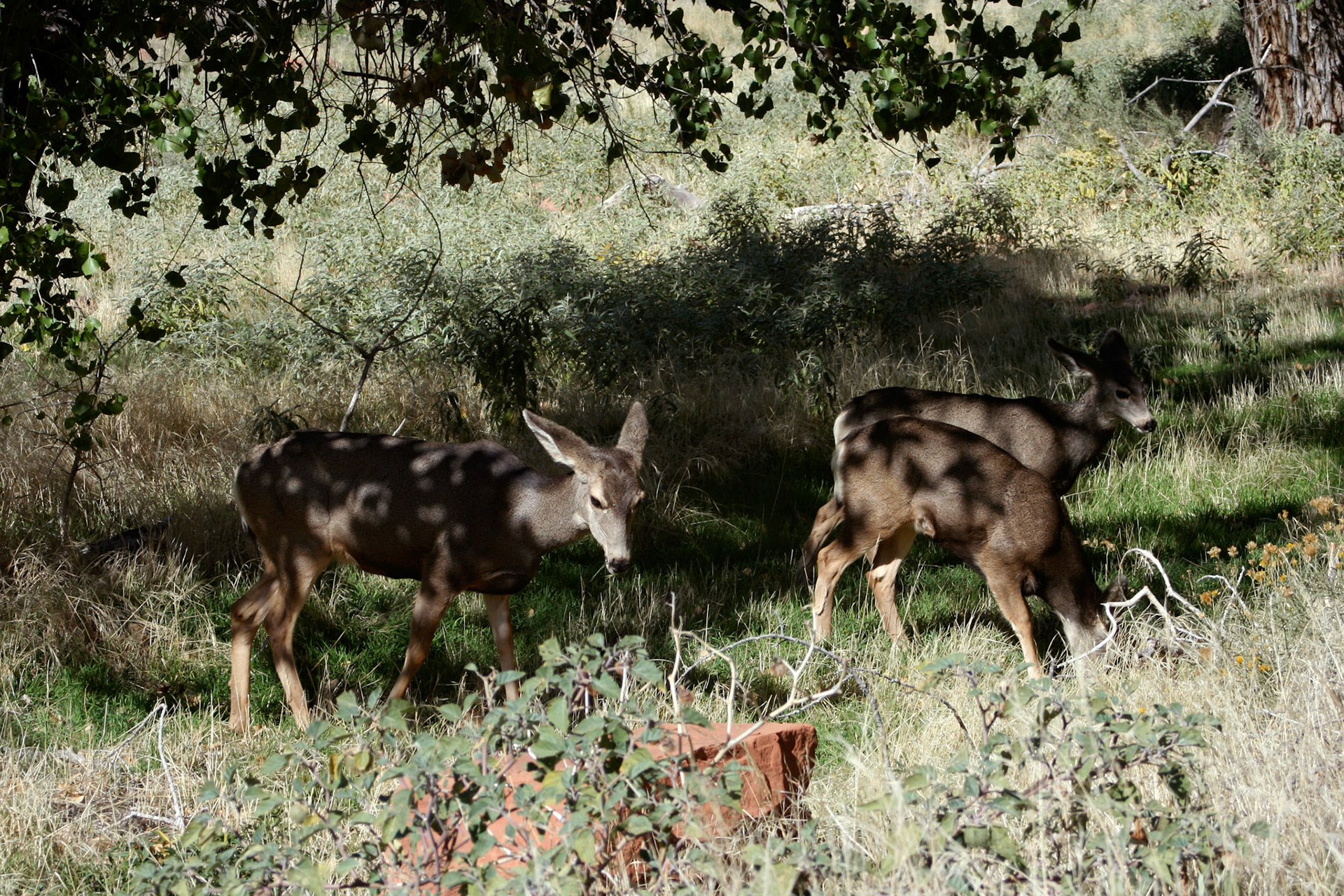 Deer wandering through the Zion campground area
