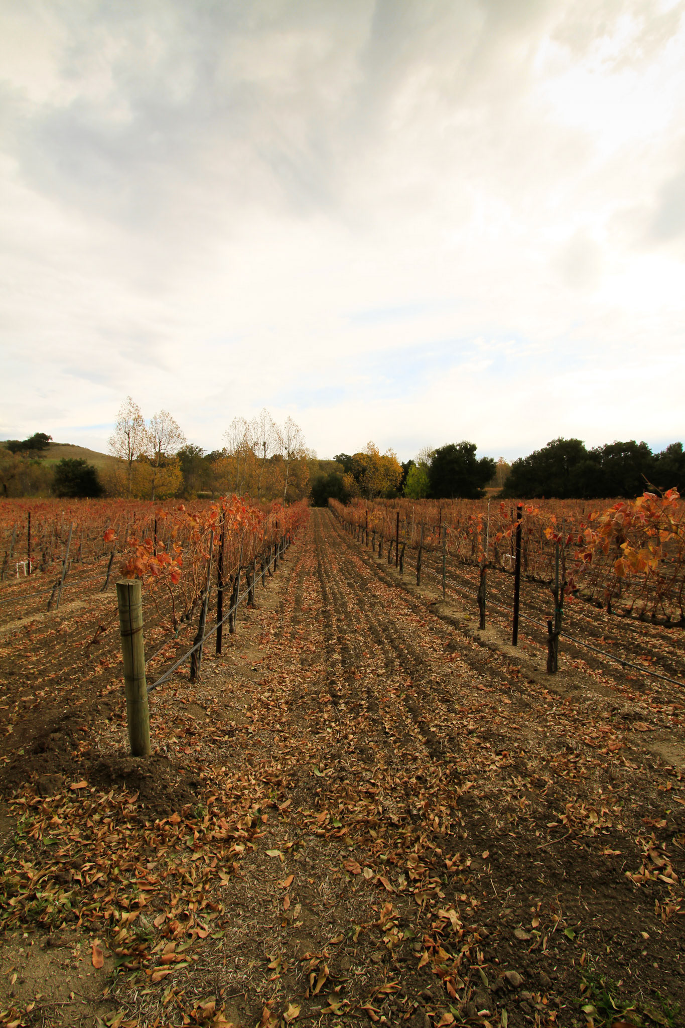 Koehler Winery