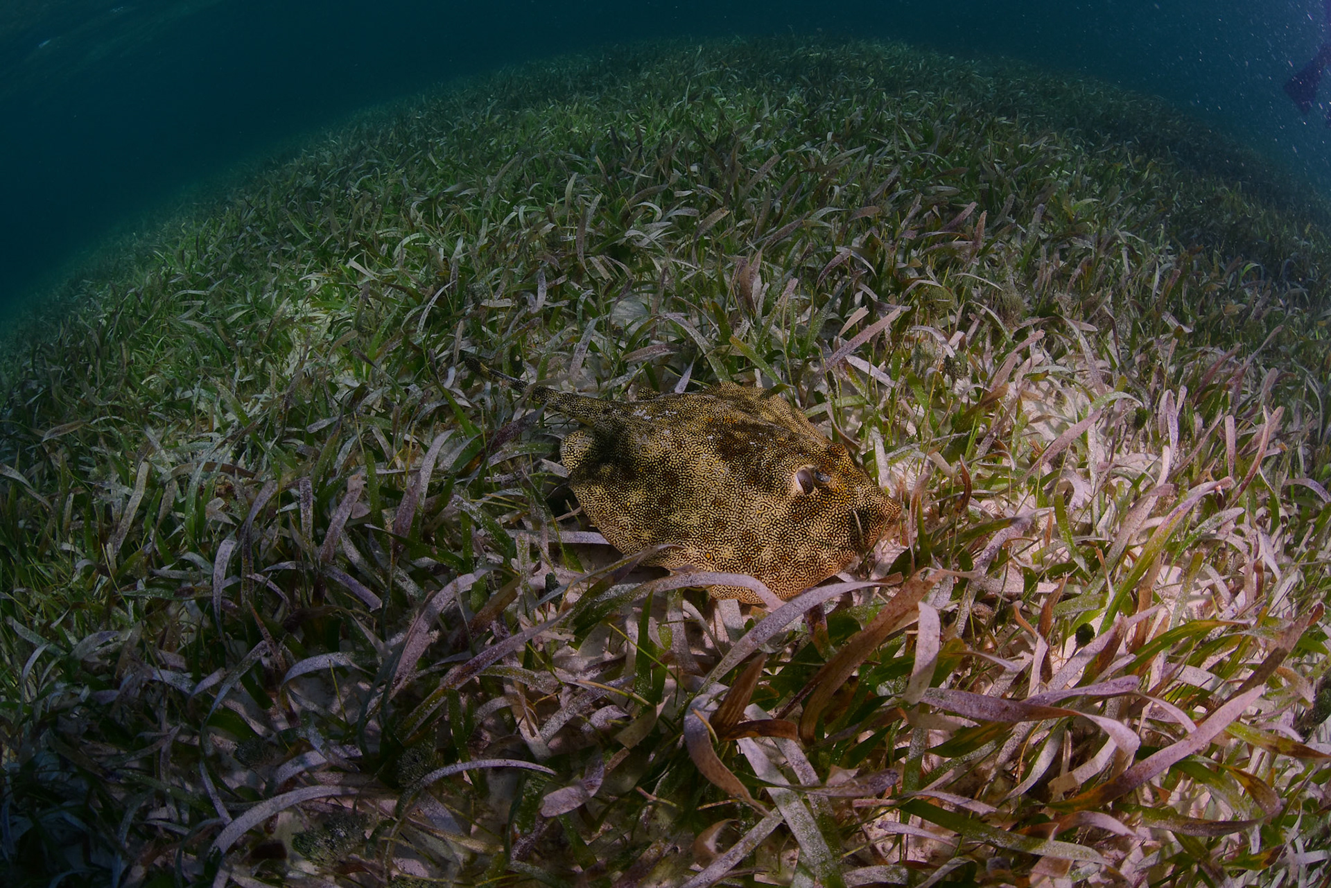 (Photo taken by Alltournative photographer)