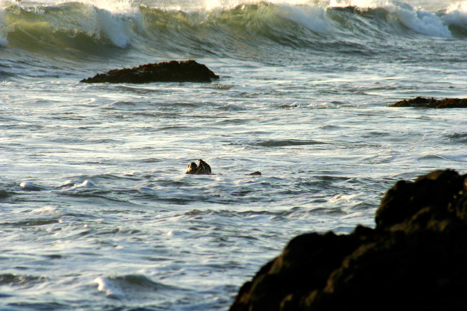 A sea otter