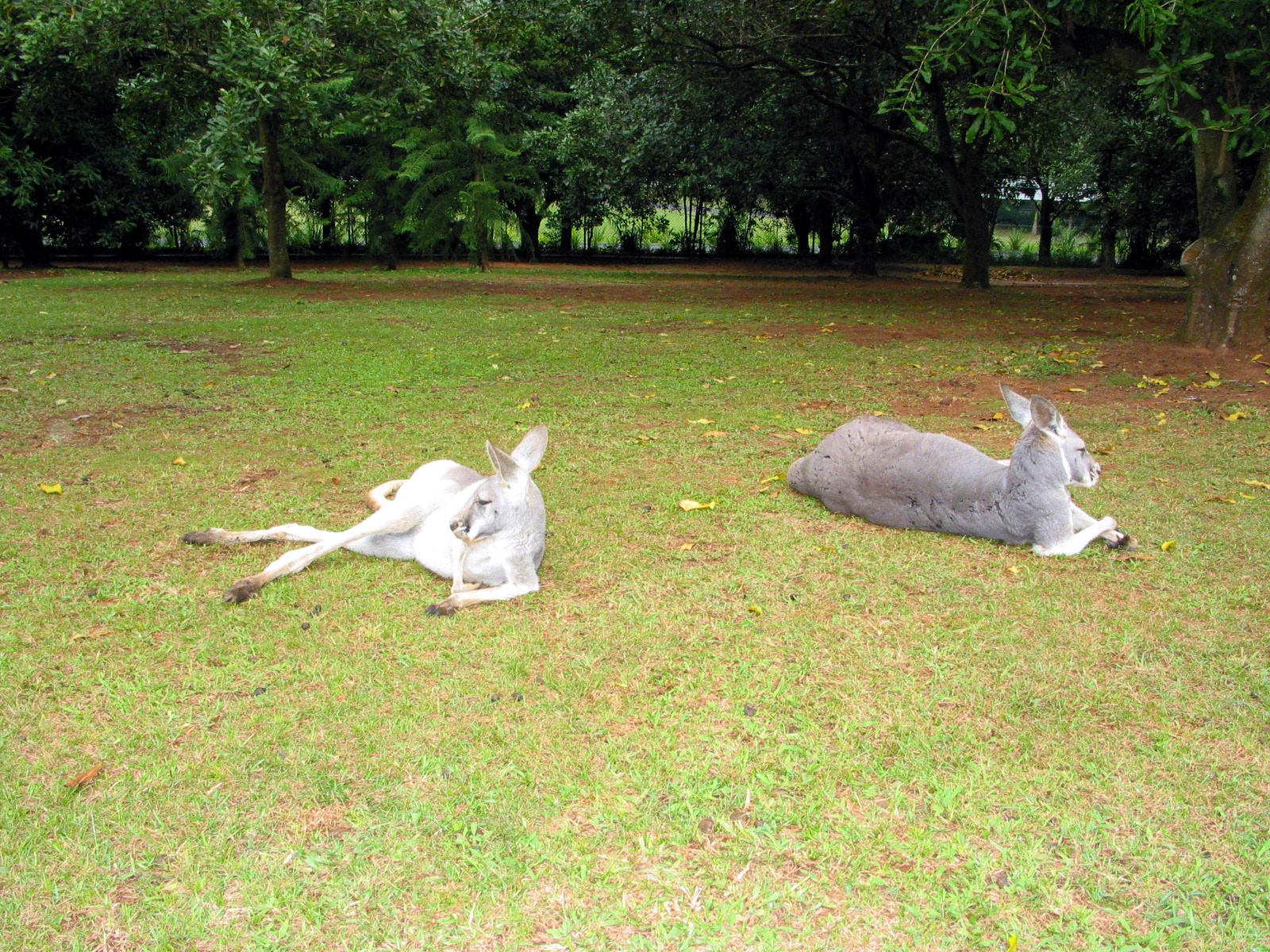 Relaxing on the grass