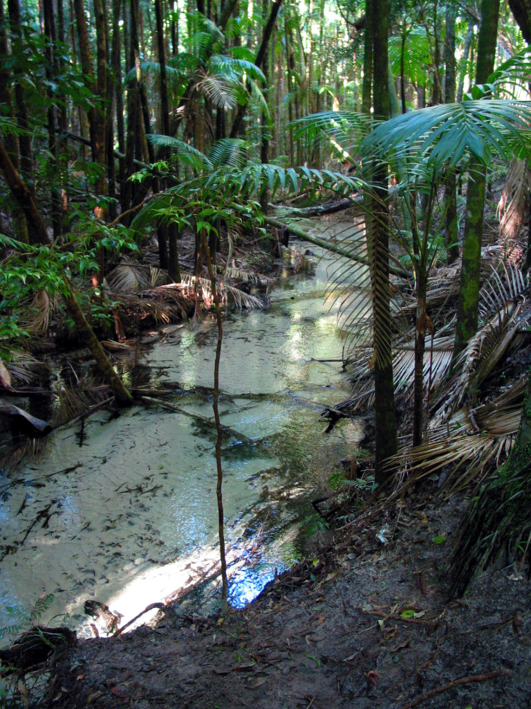 Beautiful rainforest with crystal clear water