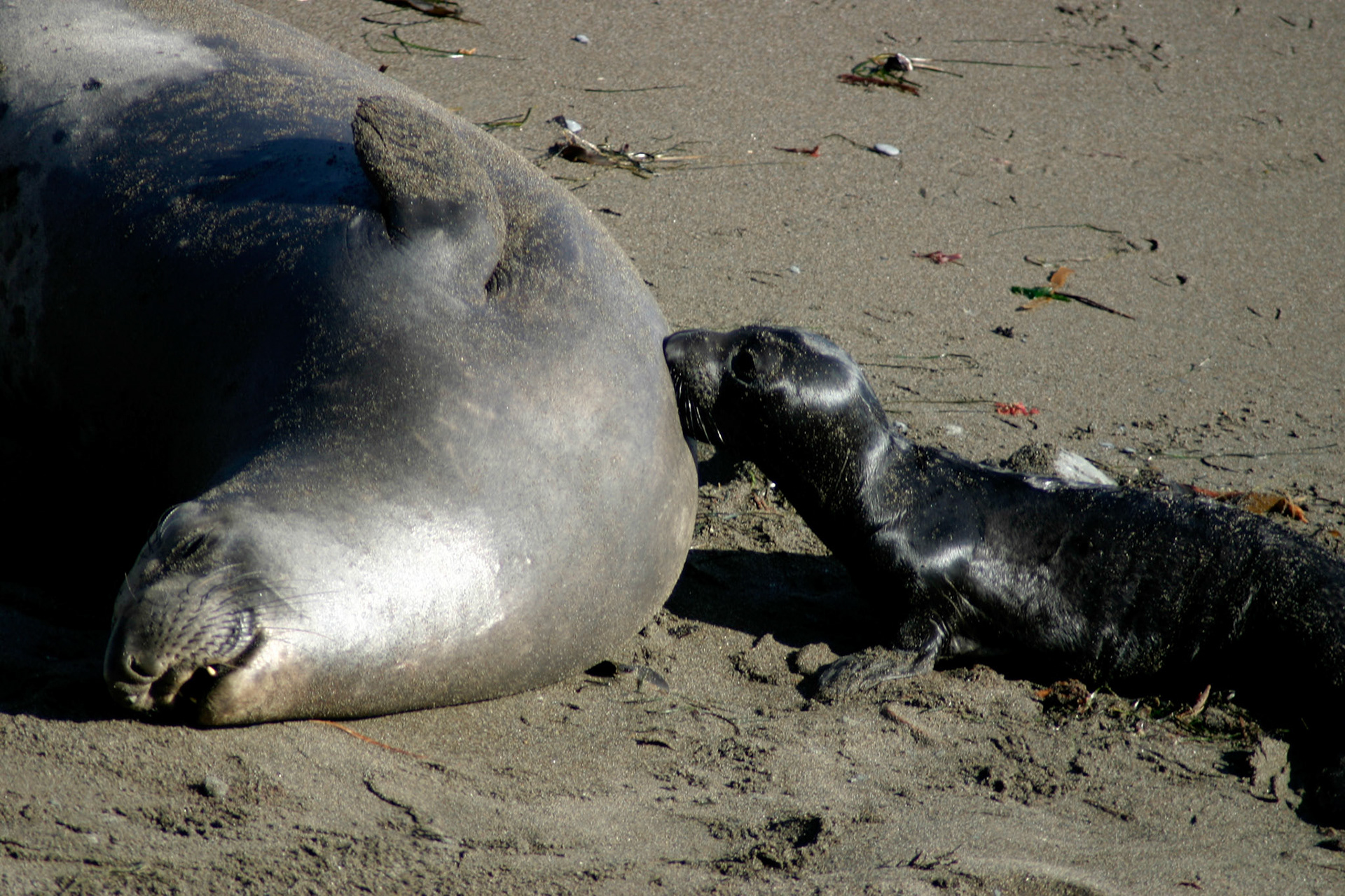 The baby seal tries to nurse